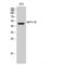 Neuropeptide Y Receptor Y1 antibody, LS-C384960, Lifespan Biosciences, Western Blot image 