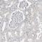 SERPINB7 antibody, HPA024200, Atlas Antibodies, Immunohistochemistry frozen image 