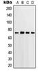 COX2 antibody, orb214476, Biorbyt, Western Blot image 