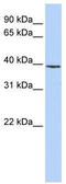 mH2A1 antibody, TA344389, Origene, Western Blot image 