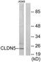 Claudin 5 antibody, TA312091, Origene, Western Blot image 