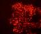 Insulin Like Growth Factor 2 Receptor antibody, ab124767, Abcam, Immunofluorescence image 