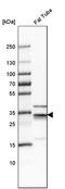 Phospholipid Scramblase 4 antibody, PA5-51697, Invitrogen Antibodies, Western Blot image 