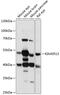 KIAA0513 antibody, 15-753, ProSci, Western Blot image 