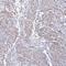 Myosin light polypeptide 6 antibody, PA5-61354, Invitrogen Antibodies, Immunohistochemistry paraffin image 