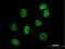 DAZ-associated protein 1 antibody, H00026528-B01P, Novus Biologicals, Immunofluorescence image 