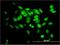 Small Glutamine Rich Tetratricopeptide Repeat Containing Alpha antibody, H00006449-M06, Novus Biologicals, Western Blot image 