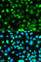 ATXN3 antibody, 14-732, ProSci, Immunofluorescence image 