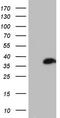 Aspartoacylase antibody, TA805303, Origene, Western Blot image 