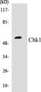 Checkpoint Kinase 1 antibody, EKC1112, Boster Biological Technology, Western Blot image 