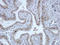 Histone Cluster 4 H4 antibody, orb256600, Biorbyt, Immunohistochemistry paraffin image 