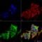 Hypoxia Up-Regulated 1 antibody, LS-C773347, Lifespan Biosciences, Immunocytochemistry image 