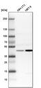 Basic Leucine Zipper And W2 Domains 2 antibody, PA5-54609, Invitrogen Antibodies, Western Blot image 
