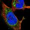 Oxoglutarate Dehydrogenase antibody, HPA019514, Atlas Antibodies, Immunofluorescence image 