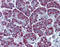 Purinergic Receptor P2X 3 antibody, TA317123, Origene, Immunohistochemistry paraffin image 