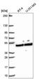 Schlafen Like 1 antibody, HPA054956, Atlas Antibodies, Western Blot image 