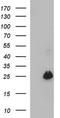 Vascular Endothelial Growth Factor B antibody, TA507205S, Origene, Western Blot image 