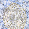 Hnf-4 antibody, A2085, ABclonal Technology, Immunohistochemistry paraffin image 