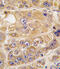 Low Density Lipoprotein Receptor Adaptor Protein 1 antibody, 63-341, ProSci, Immunohistochemistry paraffin image 