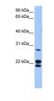 LOC732272 antibody, orb325627, Biorbyt, Western Blot image 