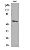Matrix Metallopeptidase 15 antibody, orb159388, Biorbyt, Western Blot image 
