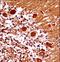 Mesenchyme Homeobox 1 antibody, LS-C164137, Lifespan Biosciences, Immunohistochemistry frozen image 