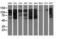 Mitotic checkpoint serine/threonine-protein kinase BUB1 beta antibody, LS-C114772, Lifespan Biosciences, Western Blot image 