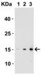 Interleukin 17A antibody, 4877, ProSci Inc, Western Blot image 