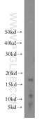 TSC22 Domain Family Member 3 antibody, 12352-1-AP, Proteintech Group, Western Blot image 