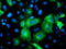 Ubiquitin-like-conjugating enzyme ATG3 antibody, TA503370, Origene, Immunofluorescence image 