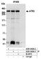 ATRX Chromatin Remodeler antibody, A301-045A, Bethyl Labs, Immunoprecipitation image 