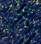 Solute Carrier Family 4 Member 1 (Diego Blood Group) antibody, PB9437, Boster Biological Technology, Immunofluorescence image 
