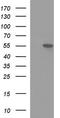 Multiple Inositol-Polyphosphate Phosphatase 1 antibody, TA507234S, Origene, Western Blot image 