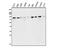 Autophagy Related 7 antibody, A00346, Boster Biological Technology, Western Blot image 