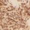 B-cell lymphoma/leukemia 10 antibody, FNab00835, FineTest, Immunohistochemistry frozen image 