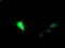 Ubiquitin Conjugating Enzyme E2 G2 antibody, LS-C799975, Lifespan Biosciences, Immunofluorescence image 