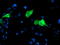 Centromere Protein H antibody, LS-C173513, Lifespan Biosciences, Immunofluorescence image 