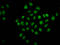 Protein Tyrosine Phosphatase Non-Receptor Type 14 antibody, LS-C681136, Lifespan Biosciences, Immunofluorescence image 