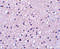 Serine Protease 12 antibody, 4105, ProSci Inc, Immunohistochemistry frozen image 