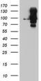 Dipeptidyl Peptidase 9 antibody, NBP2-01521, Novus Biologicals, Western Blot image 