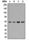 Splicing factor 3A subunit 3 antibody, orb412285, Biorbyt, Western Blot image 