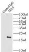 Selenoprotein S antibody, FNab07705, FineTest, Western Blot image 