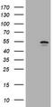 Vimentin antibody, TA801374AM, Origene, Western Blot image 