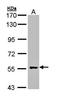 Glial Cells Missing Transcription Factor 2 antibody, orb69787, Biorbyt, Western Blot image 