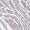 hSMURF2 antibody, HPA071508, Atlas Antibodies, Immunohistochemistry frozen image 