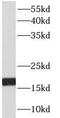 p18 antibody, FNab01825, FineTest, Western Blot image 