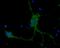 Mouse IgG antibody, 80206L, Progen Biotechnik GmbH, Immunofluorescence image 