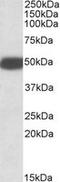 5-Hydroxytryptamine Receptor 3B antibody, LS-C139783, Lifespan Biosciences, Western Blot image 