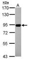 Metal transporter CNNM4 antibody, GTX115824, GeneTex, Western Blot image 