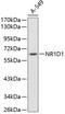 Nuclear receptor subfamily 1 group D member 1 antibody, 15-725, ProSci, Western Blot image 